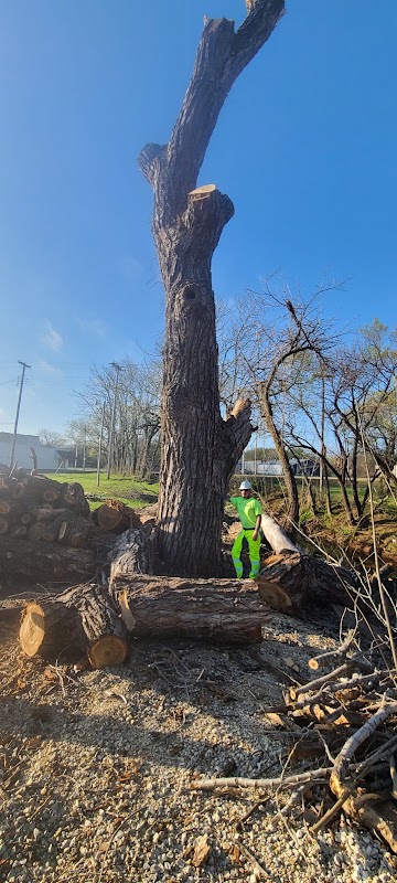Misfits Tree Service photo 1